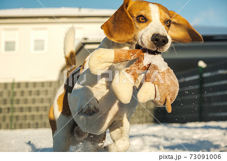 Dog runs fast through snow with a plush toy in its mouth on sunny winter day 73091006