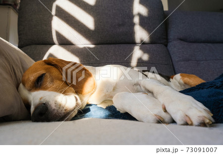 Beagle dog tired sleeps on a cozy sofa, couch in sun light 73091007