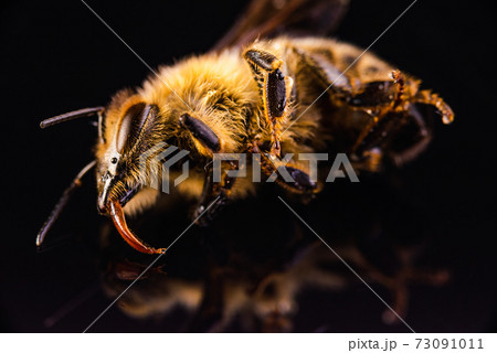 Closeup of dead honey bee isolated on black background. 73091011