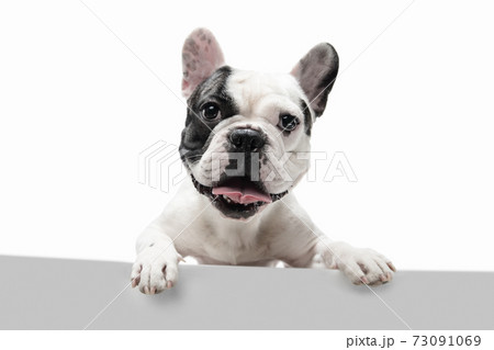 French Bulldog young dog is posing. Cute playful white-black doggy or pet on white background. Concept of motion, action, movement. French Bulldog young dog is posing. Cute playful white-black doggy or pet on white background. Concept of motion, action, movement. 73091069