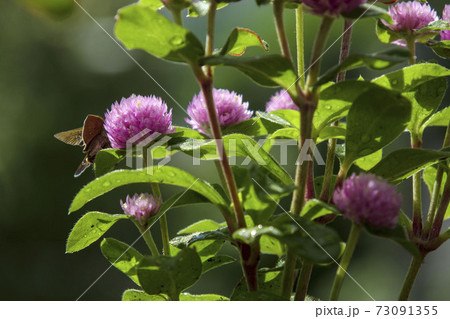 ピンクの丸い花 千日紅 ピンクの丸い花 千日紅 73091355