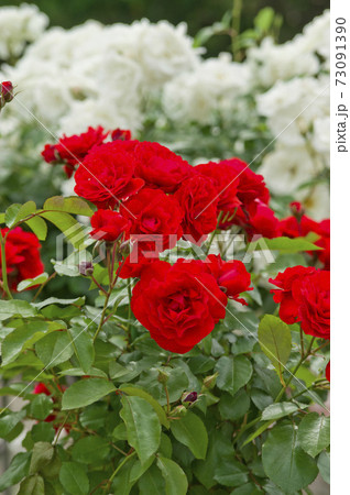 薔薇園に赤いバラの花が咲いています。このバラの名前はトランぺッター