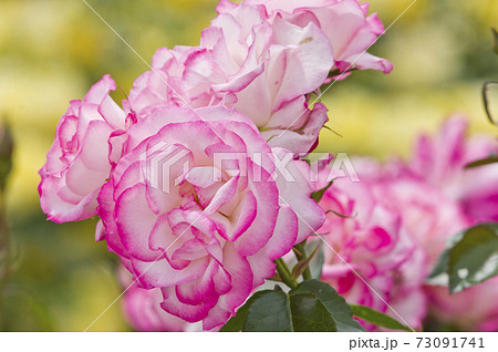 薔薇園にピンク色と白色の薔薇の花が咲いています。このバラの名前はニコールです。 薔薇園にピンク色と白色の薔薇の花が咲いています。このバラの名前はニコールです。 73091741