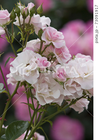 薔薇園にピンク色と白色の薔薇の花が咲いています。このバラの名前はセレッソです。 73091917