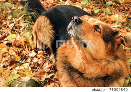 Dog looks up in the forest Dog looks up in the forest 73092349