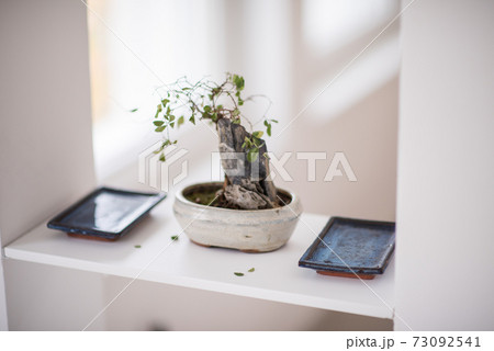Bonsai Bonsai 73092541