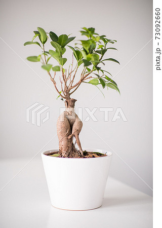 Ficus 73092660