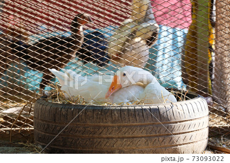 The white goose is Hatching chickens on dry hay in old car tire The white goose is Hatching chickens on dry hay in old car tire 73093022