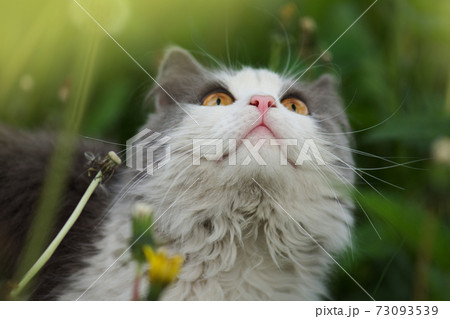 Beautiful cat portrait with yellow eyes. Cat looks up 73093539