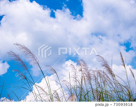 Flower of Kans grass sway in wind and the blue sky Flower of Kans grass sway in wind and the blue sky 73093618
