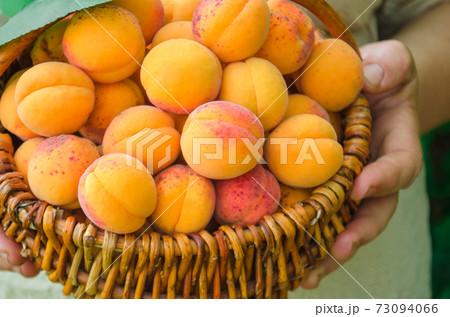 Basket of harvested apricots. 73094066