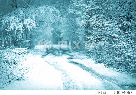 Forest road covered with snow. Magical snowy road 73094067
