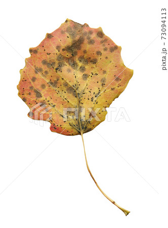 Autumn leaves of aspen isolated Autumn leaves of aspen isolated 73094113