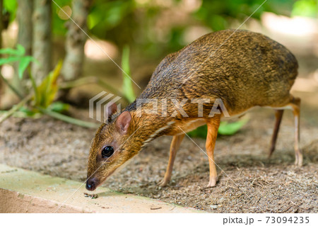 baby mouse deer