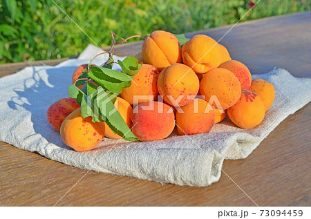 Ripe apricots on green background. Ripe apricots on green background. 73094459