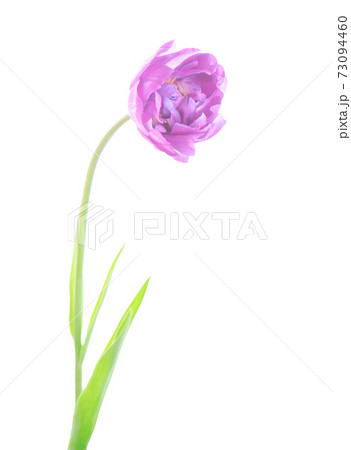 Purple violet tulip flowerwith green leaves isolated Purple violet tulip flowerwith green leaves isolated 73094460