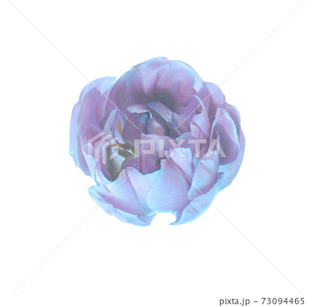 Blue tulip isolated on white. Isolated blue tulip. Blue tulip isolated on white. Isolated blue tulip. 73094465