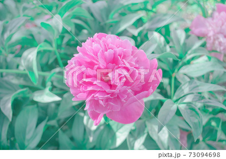 Blooming red peony in the garden 73094698