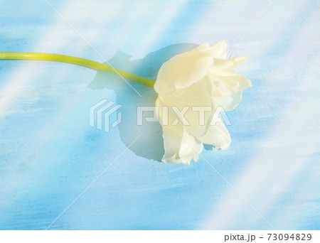 White fringed tulips closeup White fringed tulips closeup 73094829