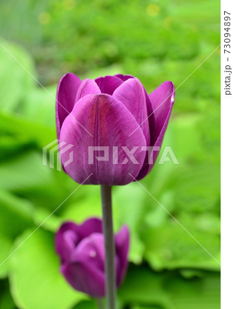 Purple tulip flower Purple tulip flower 73094897