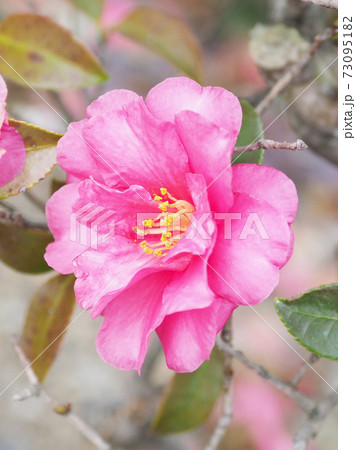 美しいサザンカ(山茶花)(自然質感) 美しいサザンカ(山茶花)(自然質感) 73095182
