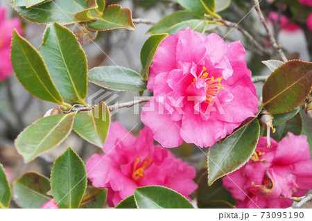 美しいサザンカ(山茶花)(自然質感) 美しいサザンカ(山茶花)(自然質感) 73095190
