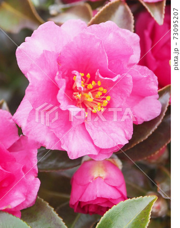 美しいサザンカ(山茶花)(自然質感) 美しいサザンカ(山茶花)(自然質感) 73095207