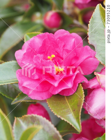 美しいサザンカ(山茶花)(自然質感) 美しいサザンカ(山茶花)(自然質感) 73095210