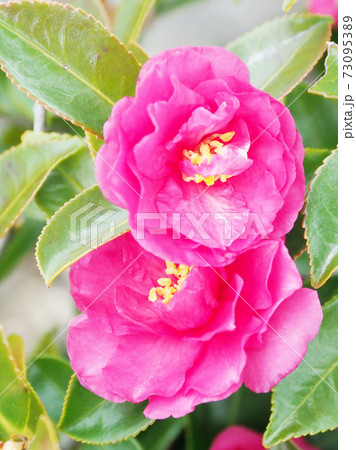 美しいサザンカ(山茶花)(自然質感) 美しいサザンカ(山茶花)(自然質感) 73095389