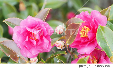 美しいサザンカ（山茶花）(自然質感) 73095390