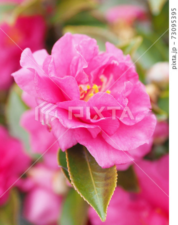 美しいサザンカ(山茶花)(自然質感) 美しいサザンカ(山茶花)(自然質感) 73095395