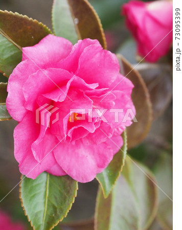 美しいサザンカ(山茶花)(自然質感) 美しいサザンカ(山茶花)(自然質感) 73095399