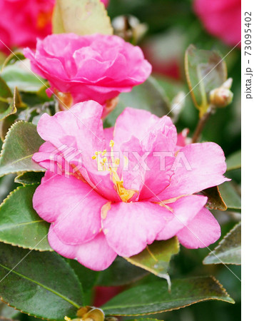 美しいサザンカ(山茶花)(自然質感) 美しいサザンカ(山茶花)(自然質感) 73095402