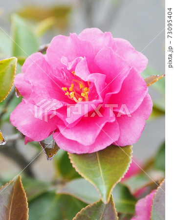 美しいサザンカ(山茶花)(自然質感) 美しいサザンカ(山茶花)(自然質感) 73095404