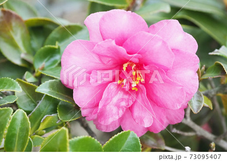 美しいサザンカ(山茶花)(自然質感) 美しいサザンカ(山茶花)(自然質感) 73095407
