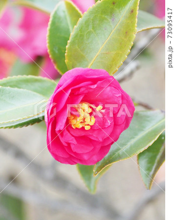 美しいサザンカ(山茶花)(自然質感) 美しいサザンカ(山茶花)(自然質感) 73095417