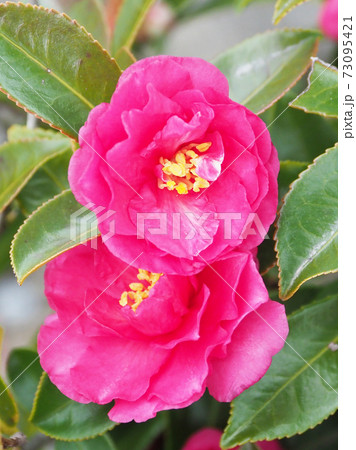 美しいサザンカ(山茶花)(自然質感) 美しいサザンカ(山茶花)(自然質感) 73095421