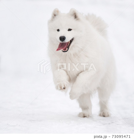 Samoyed White Dog Is Running On Snow Outsideの写真素材