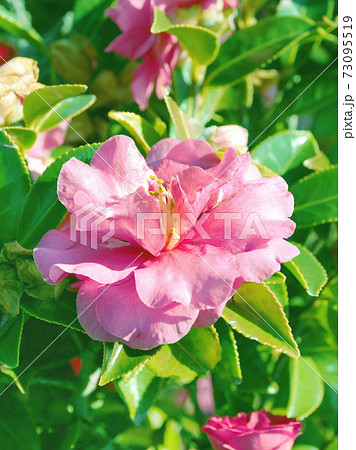 美しいサザンカ（山茶花）(自然質感) 73095519