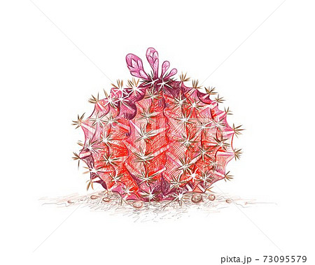Hand Drawn Sketch of Gymnocalycium Mihanovichii Cactus Plant 73095579
