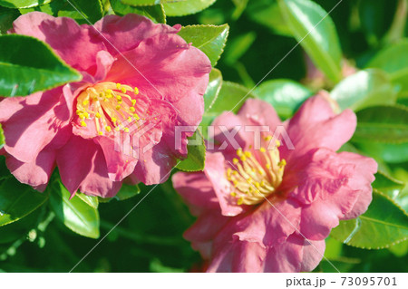 美しいサザンカ(山茶花)(自然質感) 美しいサザンカ(山茶花)(自然質感) 73095701