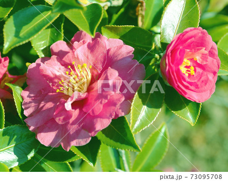 美しいサザンカ(山茶花)(自然質感) 美しいサザンカ(山茶花)(自然質感) 73095708