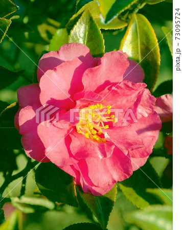 美しいサザンカ（山茶花）(自然質感) 73095724