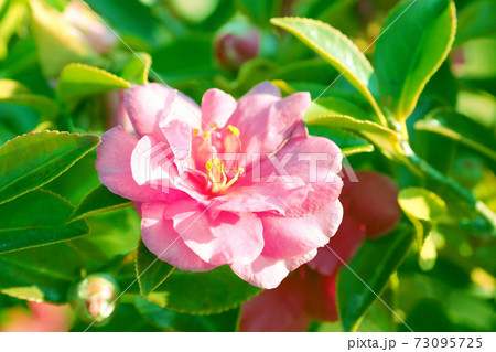 美しいサザンカ(山茶花)(自然質感) 美しいサザンカ(山茶花)(自然質感) 73095725