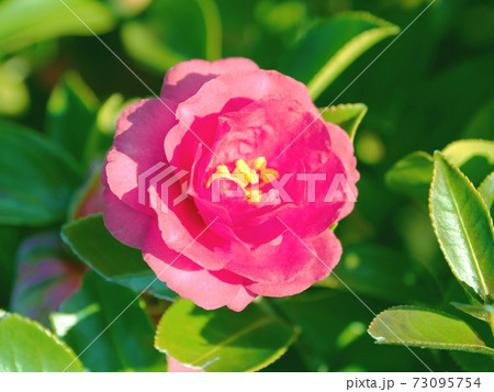 美しいサザンカ(山茶花)(自然質感) 美しいサザンカ(山茶花)(自然質感) 73095754