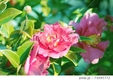 美しいサザンカ（山茶花）(自然質感) 73095772