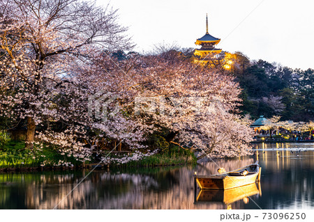 桜 73096250