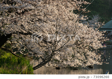 桜 桜 73096260