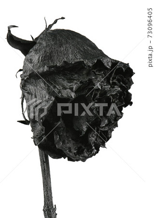 Black rose isolated on white. Black dried flower head. 73096405