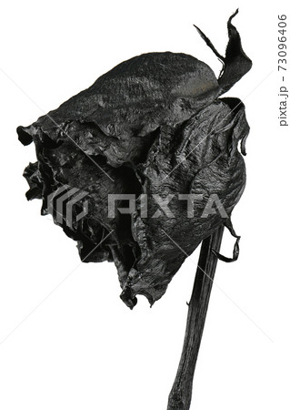 Black rose isolated on white. Black dried flower head. 73096406